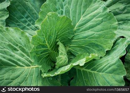 closeup of fresh green cauliflower, Organic food concept.