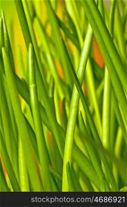 closeup of fresh green chive. chive