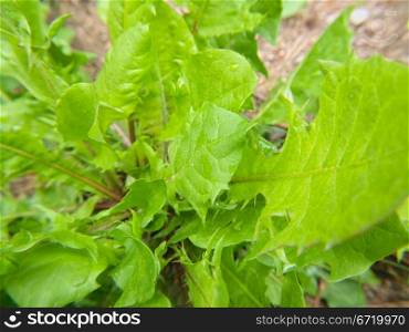 Closeup of fresh green dandelion weed, grass