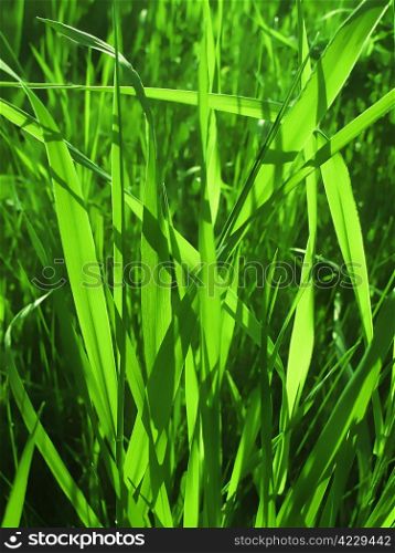 closeup of fresh green grass in sunlight
