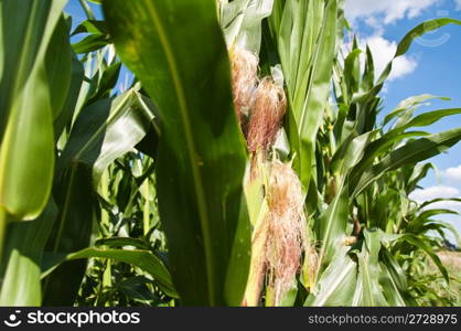 Closeup of fresh green sweetcorn growing against great cloudy summer sky