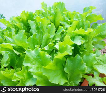 Closeup Of Fresh Salad Plants In The Garden, Homegrown Natural Healthy Organic Food, Green Corrugated lettuce On Entire Background