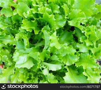 Closeup Of Fresh Salad Plants In The Garden, Homegrown Natural Healthy Organic Food, Green Corrugated lettuce On Entire Background