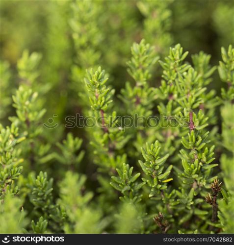 closeup of fresh thyme plant in herb garden