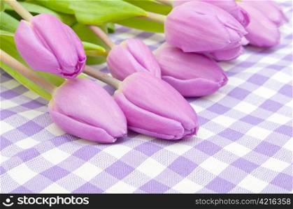 Closeup of Fresh Violet Tulips on Violet Gingham Tablecloth