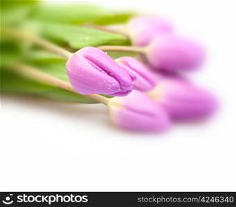 Closeup of Fresh Violet Tulips on White Background - Shallow Depth of Field