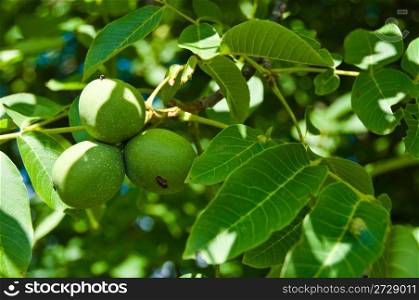 Closeup of fresh walnut fruits ripening on the tree in summer