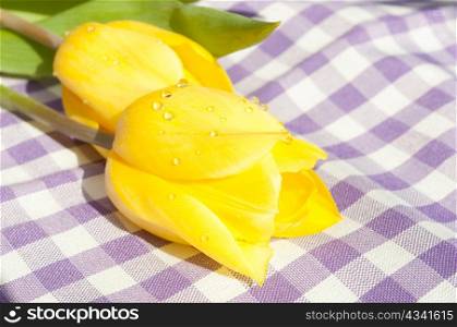 Closeup of Fresh Yellow Tulips on Violet Gingham Tablecloth