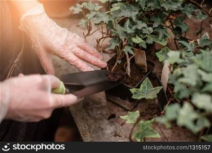 Closeup of gardeners hands planting flowers in greenhouse