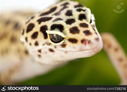 Closeup of gecko. Closeup of gecko. studio shots