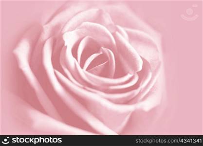 closeup of gentle pink rose background
