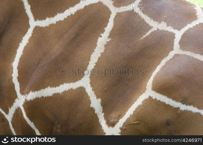 closeup of giraffe fur with white edged block patterns