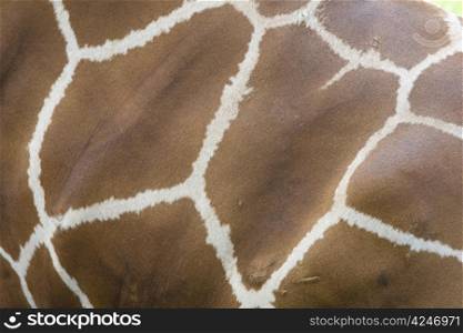 closeup of giraffe fur with white edged block patterns