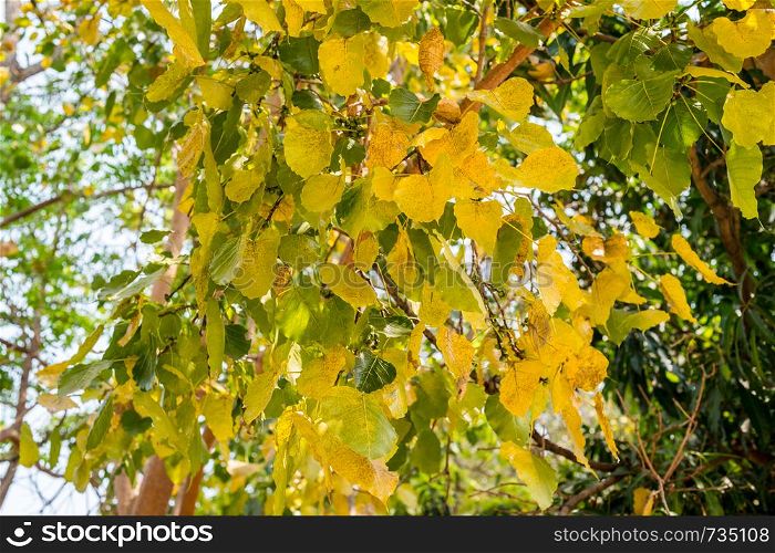 Closeup of golden color of leaf on tree, autumn season