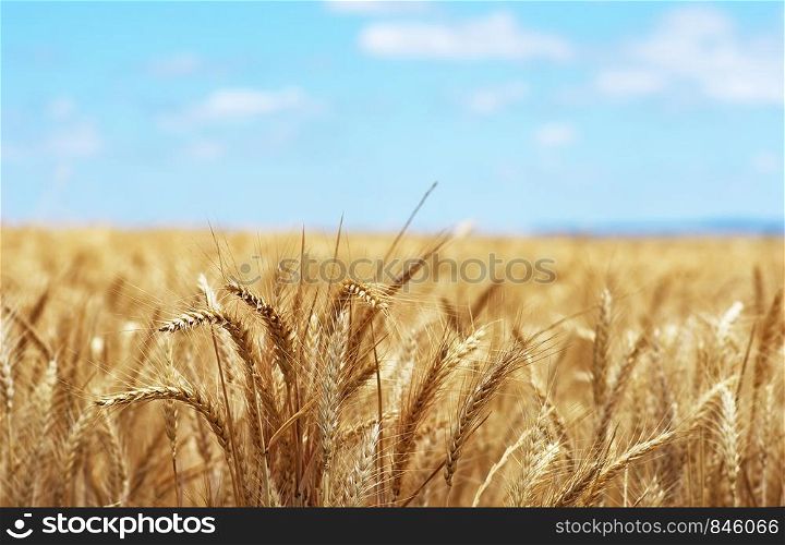 Closeup of golden spikes, wheat on the field, south of Portugal
