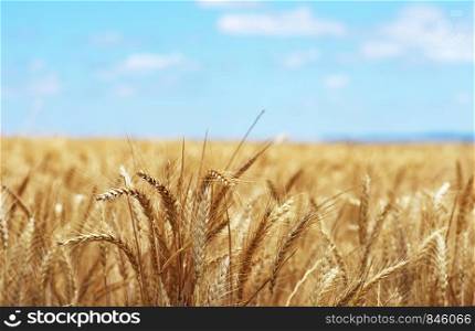 Closeup of golden spikes, wheat on the field, south of Portugal