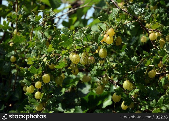 closeup of gooseberries on a branch of a bush