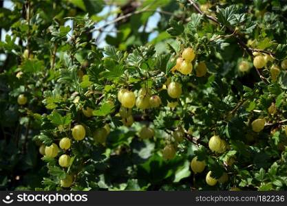 closeup of gooseberries on a branch of a bush