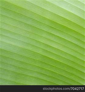 closeup of grain on bright green tropical palm leaf