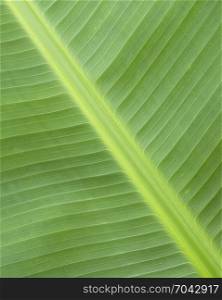 closeup of grain on bright green tropical palm leaf