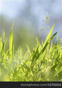 closeup of grass against sunlight and blue sky from low angle