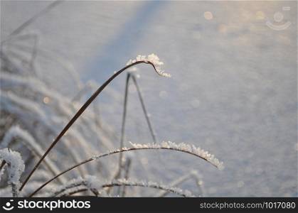 Closeup of grass covered by shiny frost crystals and snow on sunny winter day with frozen and snowy water in the background