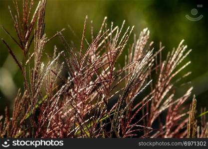Closeup of grass. Grass on the background of river. Nature grass near the river in Latvia. Abstract background of grass and river. Wild grass in autumn, Latvia. 

