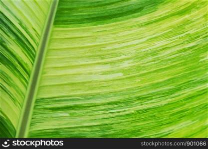 Closeup of green banana leaf texture for abstract background. Art in nature.