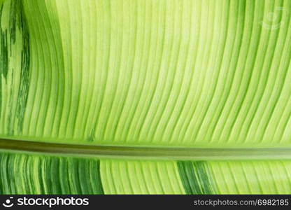 Closeup of green banana leaf texture with sunlight. Abstract nature background.