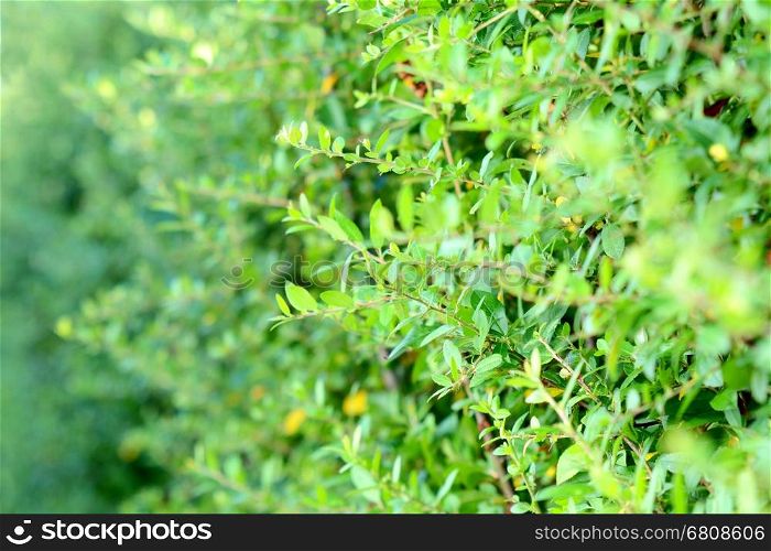 Closeup of green branches hedge. Green hedge plant background.