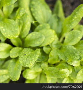 closeup of green dandelion salad in garden seen from above