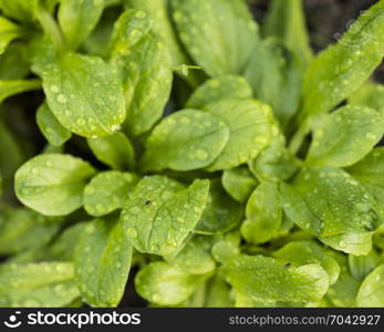 closeup of green dandelion salad in garden seen from above