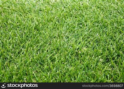 closeup of green field like background, cut lawn