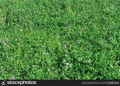 Closeup of green field with flowering clover