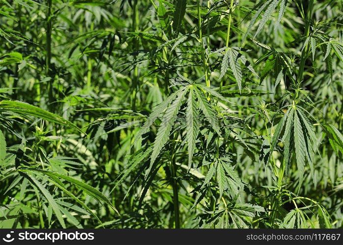 Closeup of green fresh cannabis plant  hemp, marijuana 