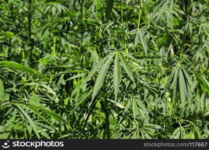 Closeup of green fresh cannabis plant (hemp, marijuana)