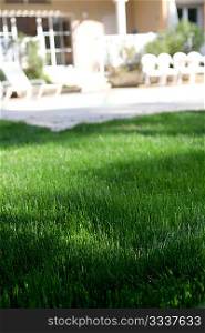 Closeup of green fresh grass