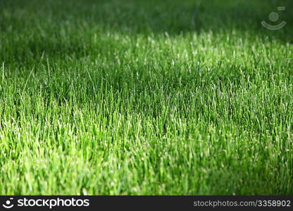 Closeup of green fresh grass
