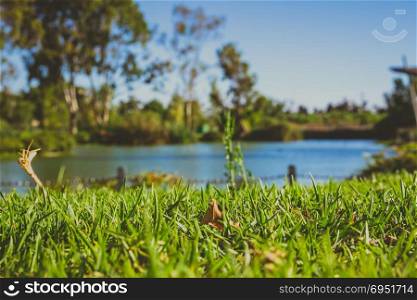 Closeup of green grass in park with blurry background of a pond and trees.