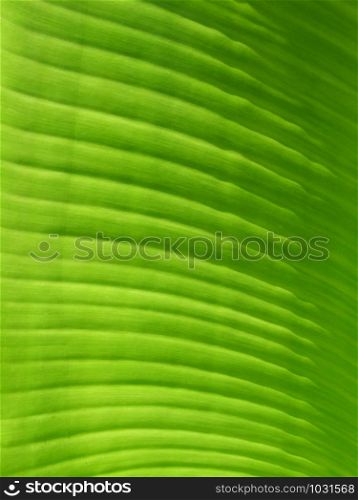Closeup of green leaf for background