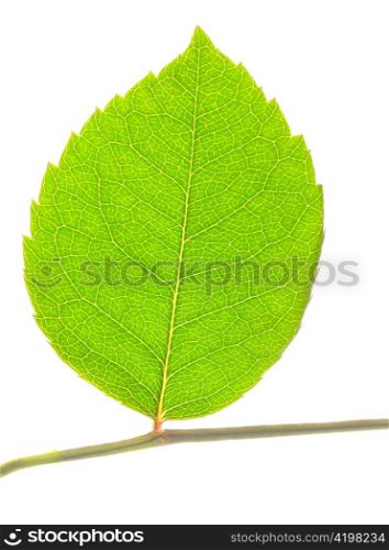 closeup of green leaf on stem isolated on white