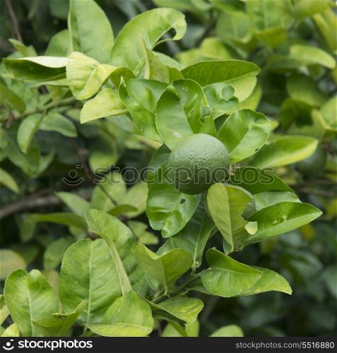 Closeup of green leaves, Finca El Cisne, Honduras