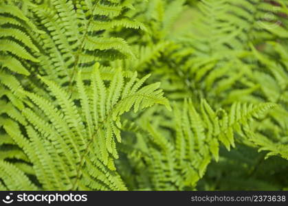 Closeup of green leaves of fern plant. Summer background with fern leaf. Green leaves of fern plant