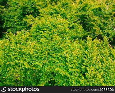 closeup of green leaves tree bush outdoor. Nature texture background.
