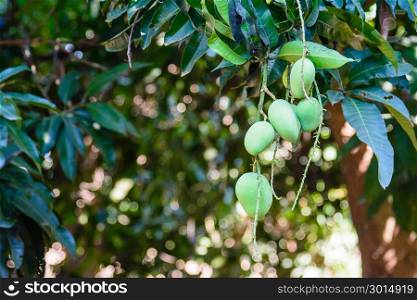 Closeup of green mango hanging,mango field,mango farm. Agricultural concept,Agricultural industry concept.
