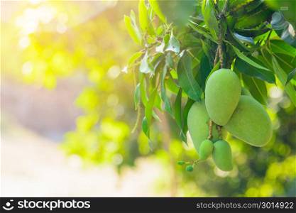 Closeup of green mango hanging,mango field,mango farm. Agricultural concept,Agricultural industry concept.