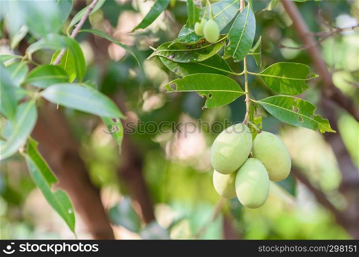 Closeup of green marian plum (maprang)hanging,marian field,marian farm.Selective focus with blur background and copy space. Agricultural concept,Agricultural industry concept