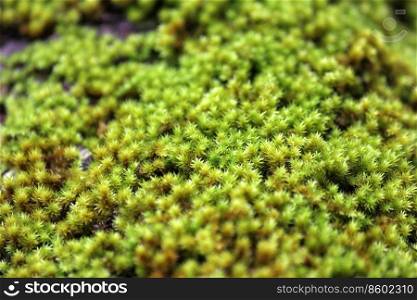 closeup of green moss in forest as nature background