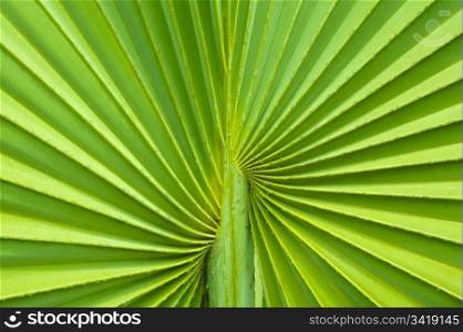 Closeup of Green Palm tree leaf background pattern.
