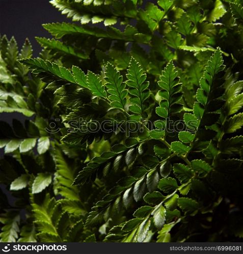 Closeup of green petals and branches of a fern around a dark background. Foliage layout for your ideas. Closeup of fresh green bush ferns around dark background. Natural layout